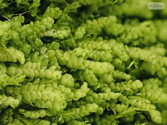 Lejeunea cavifolia